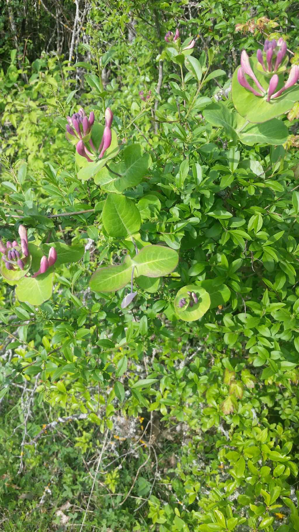Lonicera sp. (Caprifoliaceae)